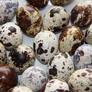 Putpelių kiaušiniai 10vnt